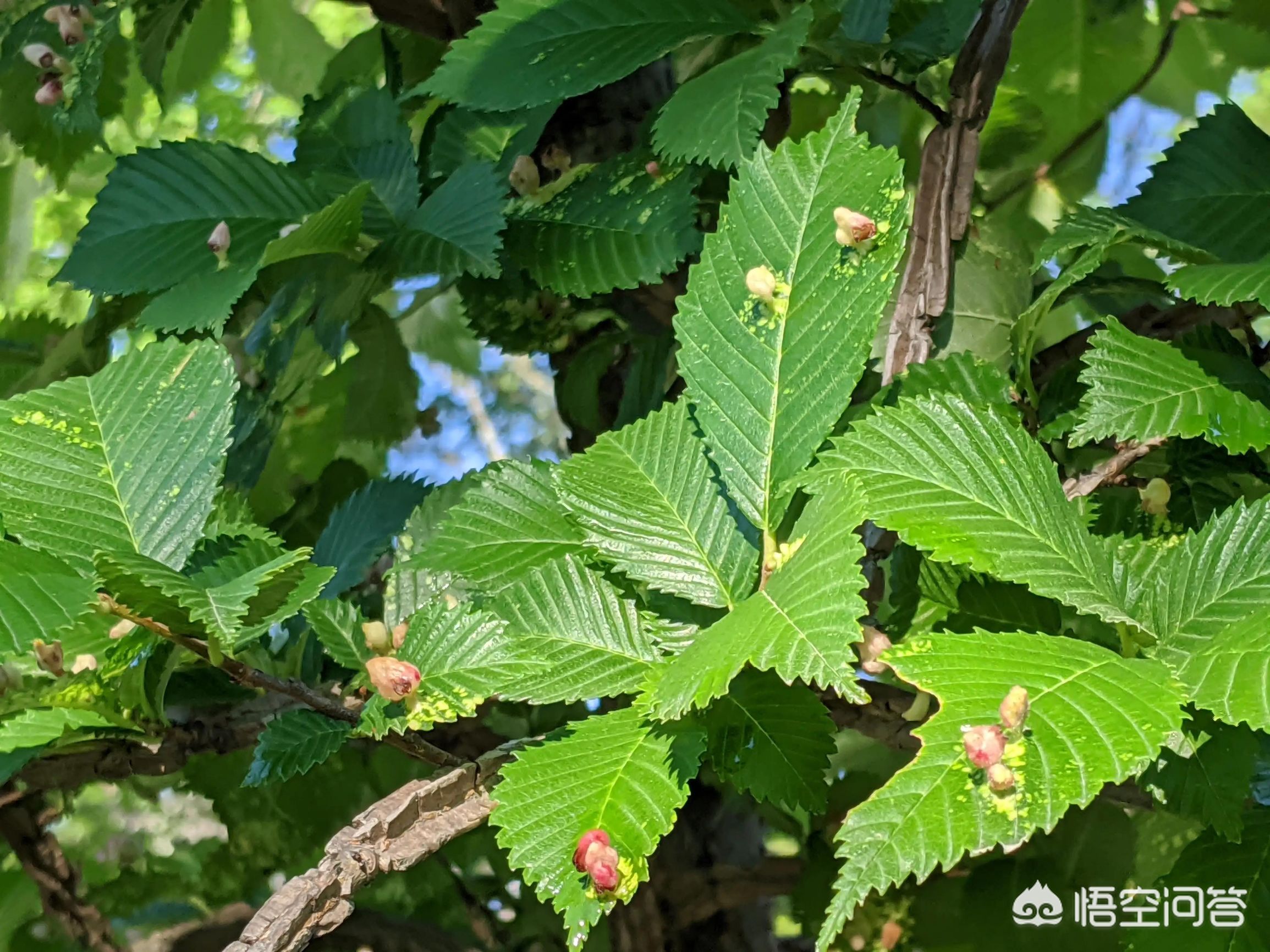 商场外给枯树绑绿叶,商场外给枯树绑绿叶的叫什么