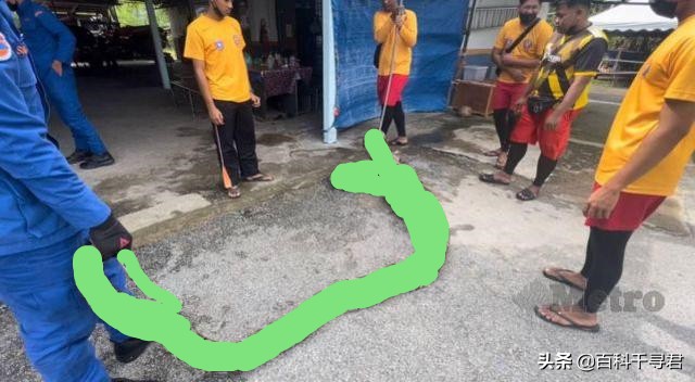 70斤蟒蛇生吞30斤羊,马来西亚一条180公斤的蟒蛇吞掉两只羊,真的有这么大的蛇? 70斤蟒蛇生吞30斤羊,马来西亚一条180公斤的蟒蛇吞掉两只羊,真的有这么大的蛇?