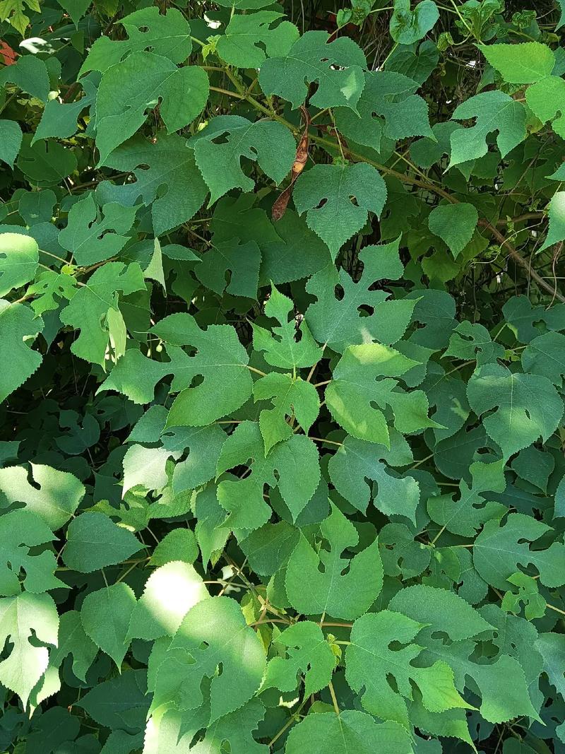 商场外给枯树绑绿叶,到了冬天栛树上还有绿叶的树是什么树到了冬天?