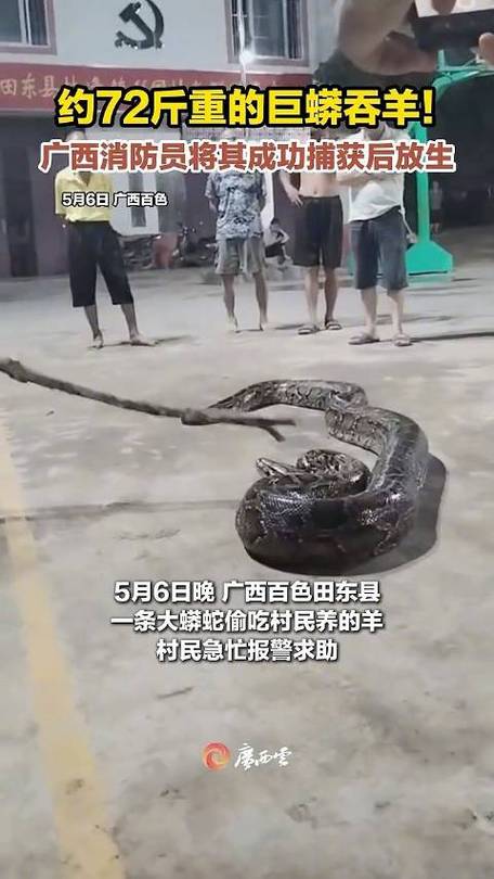 70斤蟒蛇生吞30斤羊,70斤蟒蛇生吞30斤羊什么意思