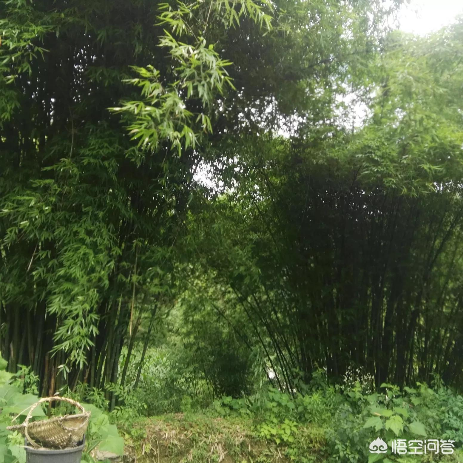 复读一年389涨至603,孩子高考考了389分，离二本线36分，复读好不好？