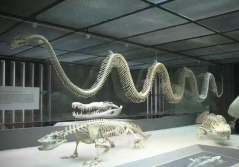 70斤蟒蛇生吞30斤羊,70斤蟒蛇生吞30斤羊蛇