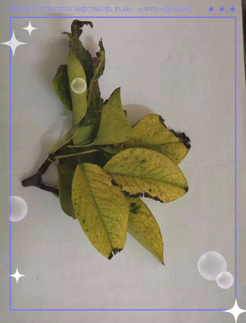 商场外给枯树绑绿叶,到了冬天栛树上还有绿叶的树是什么树?