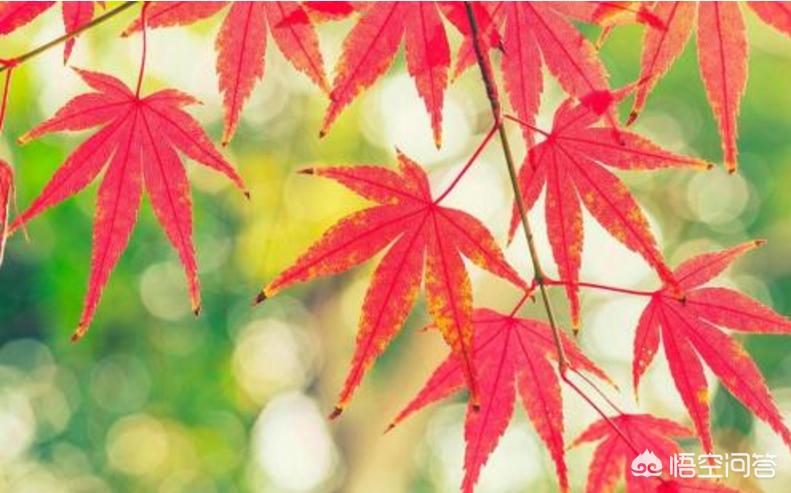 商场外给枯树绑绿叶,请问口袋妖怪绿叶版（宠物小精灵）的那能切断的树``怎么切啊~？