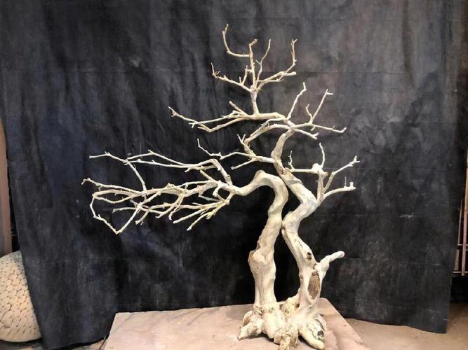 商场外给枯树绑绿叶,什么树冬天枯叶和绿叶同时开放?