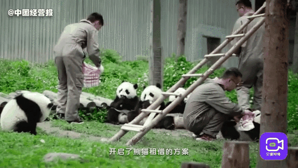 日本希望再租借熊猫,泰国还会租借大熊猫吗?