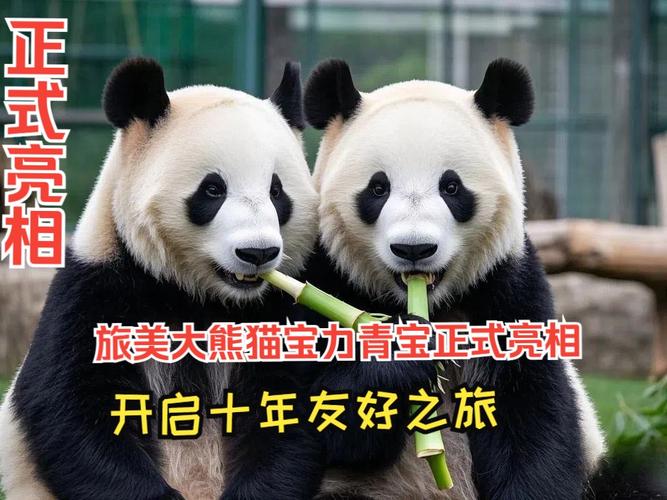 4只旅日大熊猫回国,今年有哪些大熊猫回国?