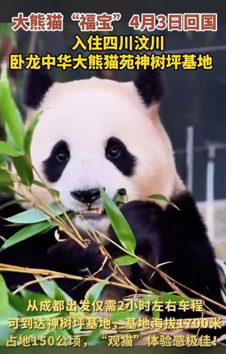 4只旅日大熊猫回国,近年有哪些大熊猫回国?