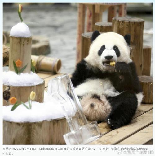 4只旅日大熊猫回国,大熊猫回国后还会送出去吗?