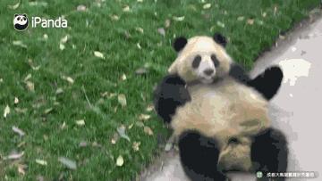 日本希望再租借熊猫,为什么各国都想要租借大熊猫？