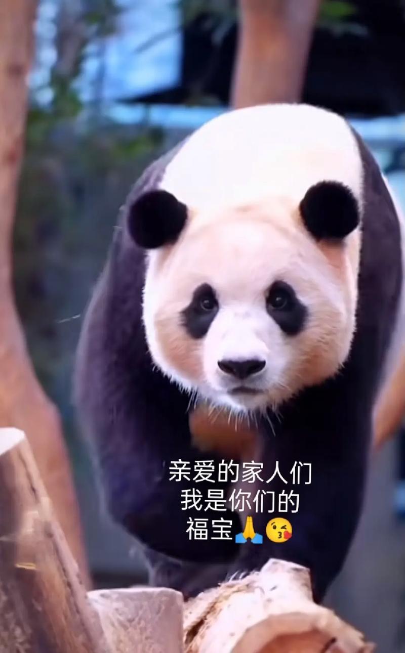 4只旅日大熊猫回国,泰国大熊猫送回国了吗?