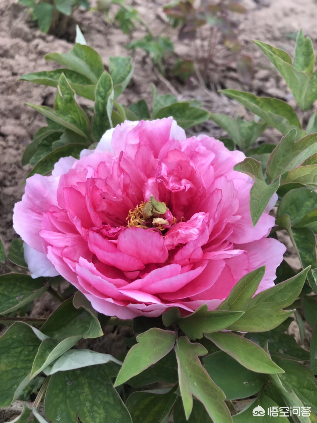 失联男童尸体被发现,海螺沟失踪三年男孩最终找到了吗？