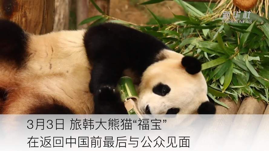 4只旅日大熊猫回国,旅美熊猫启程回国是怎么回事?