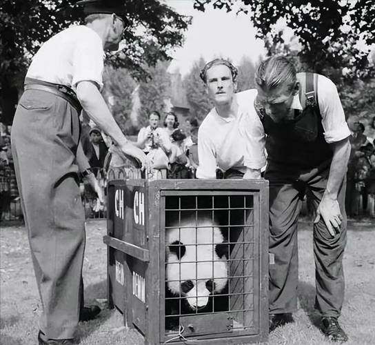 造谣虐待大熊猫获刑,大熊猫判刑案例