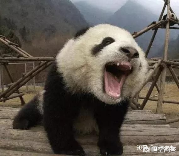 造谣虐待大熊猫获刑,大熊猫判刑案例 造谣虐待大熊猫获刑,大熊猫判刑案例