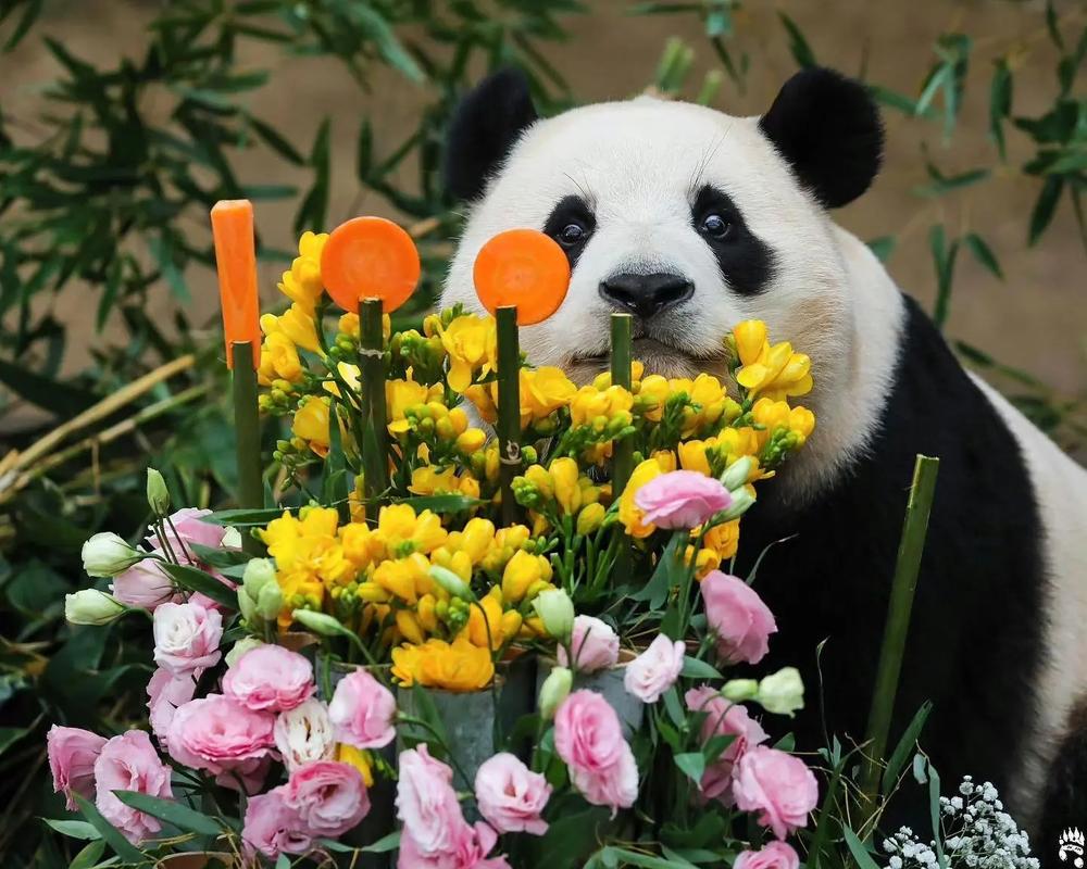 最长寿熊猫35岁生日,最长寿熊猫迎38岁生日