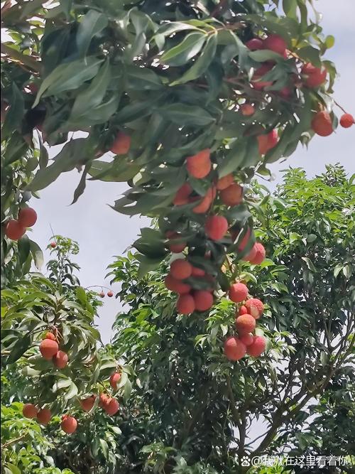 新鲜的荔枝长这样,新鲜的荔枝长这样能吃吗