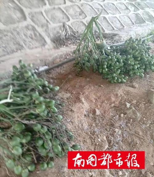 偷槟榔被店主狂追,商品克数与实际不符怎么处理?