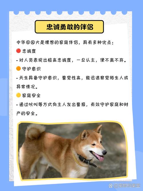 解除禁养中华田园犬,中华田园犬被取消禁养了吗?