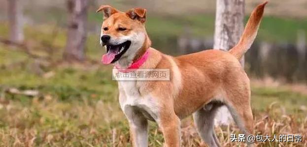 解除禁养中华田园犬,中华田园犬被取消禁养了吗? 解除禁养中华田园犬,中华田园犬被取消禁养了吗?