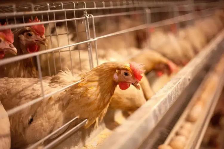 央视揭秘无菌蛋真相,无菌蛋是什么？