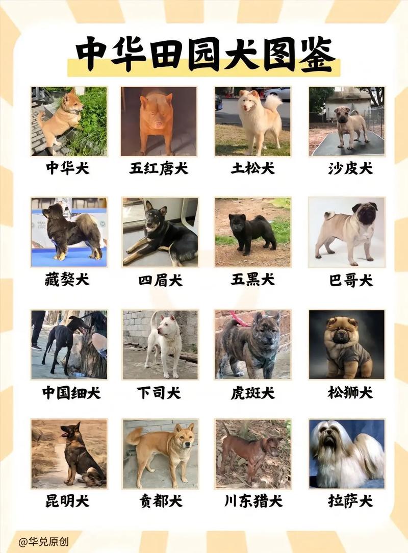 解除禁养中华田园犬,解除禁养中华田园犬的原因