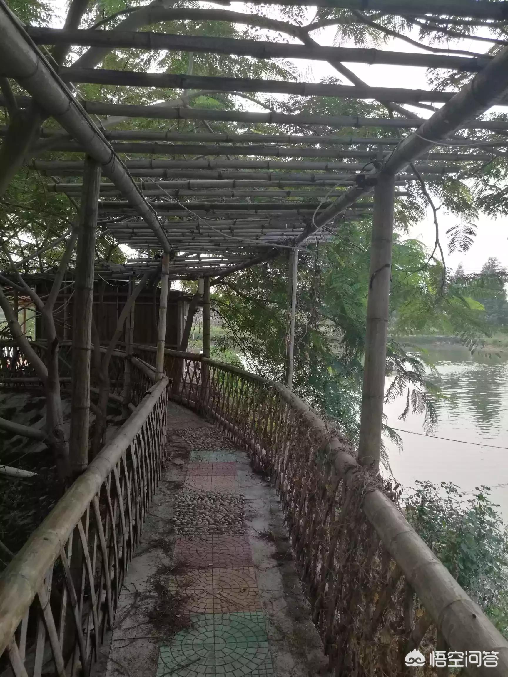 解除禁养中华田园犬,解除禁养中华田园犬的原因 解除禁养中华田园犬,解除禁养中华田园犬的原因