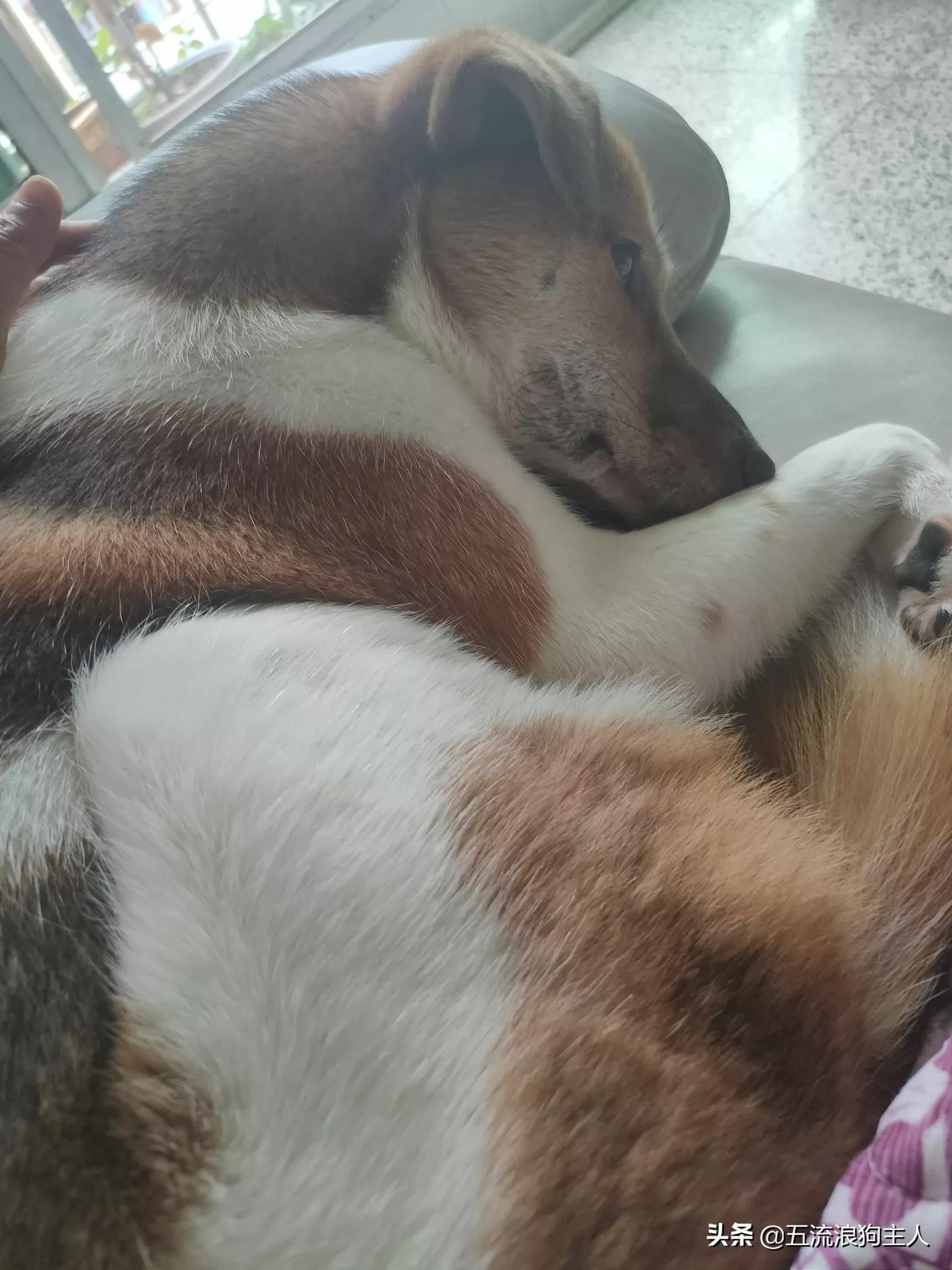 解除禁养中华田园犬,中华田园犬禁养合法吗？