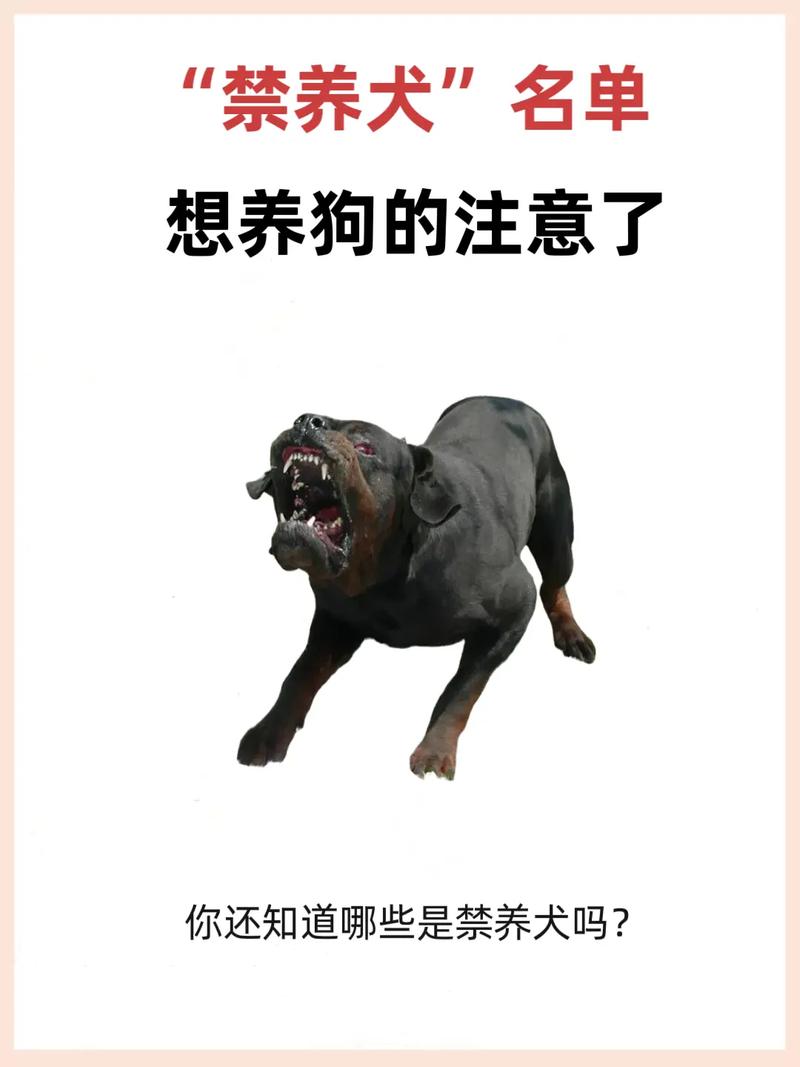 解除禁养中华田园犬,贵州禁养中华田园犬吗?