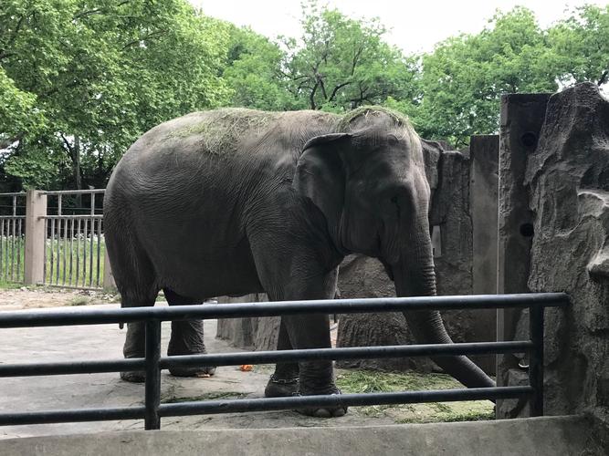 上海动物园道歉,上海动物园道歉事件