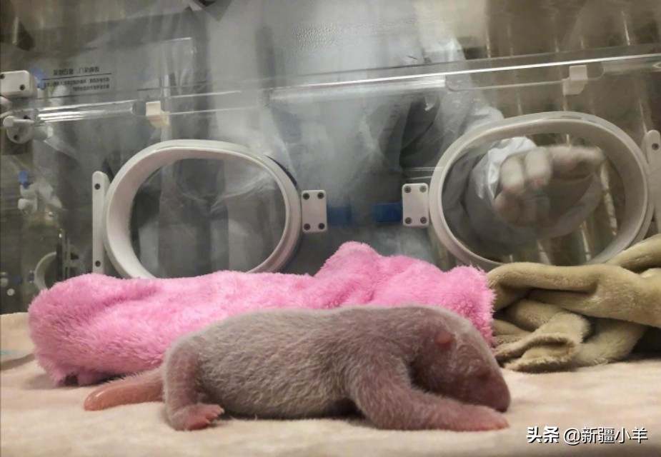 造谣熊猫受虐圈20万,造谣熊猫受虐圈20万是真的吗 造谣熊猫受虐圈20万,造谣熊猫受虐圈20万是真的吗