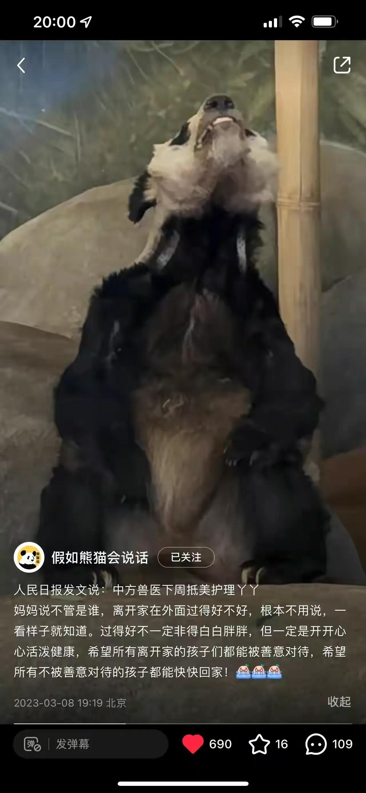 造谣熊猫受虐圈20万,熊猫思嘉怎么被解救的？