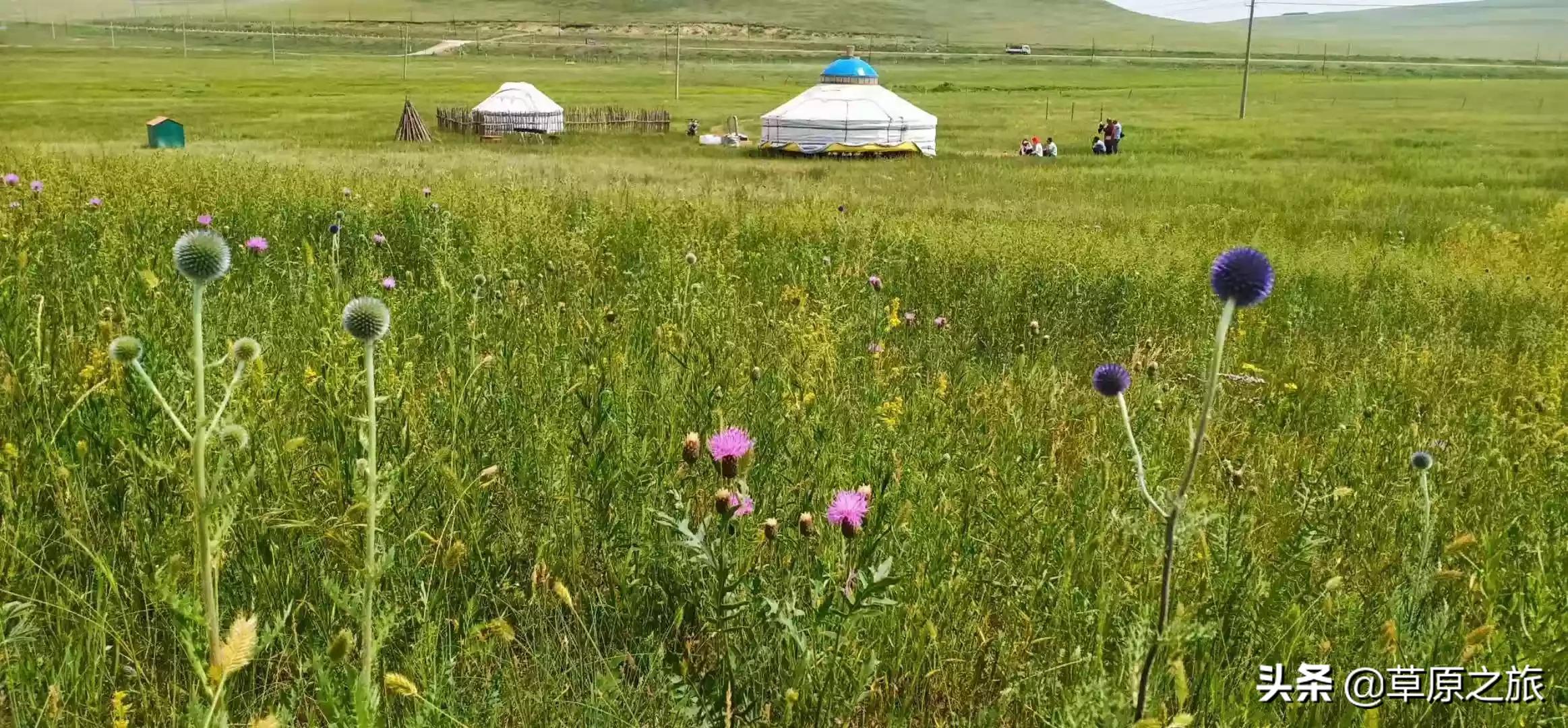 烟台海面变草原了,烟台出发,自驾锡林郭勒草原,达达热阿,西拉沐沦峡谷,怎样不走冤枉路?来回六天? 烟台海面变草原了,烟台出发,自驾锡林郭勒草原,达达热阿,西拉沐沦峡谷,怎样不走冤枉路?来回六天?