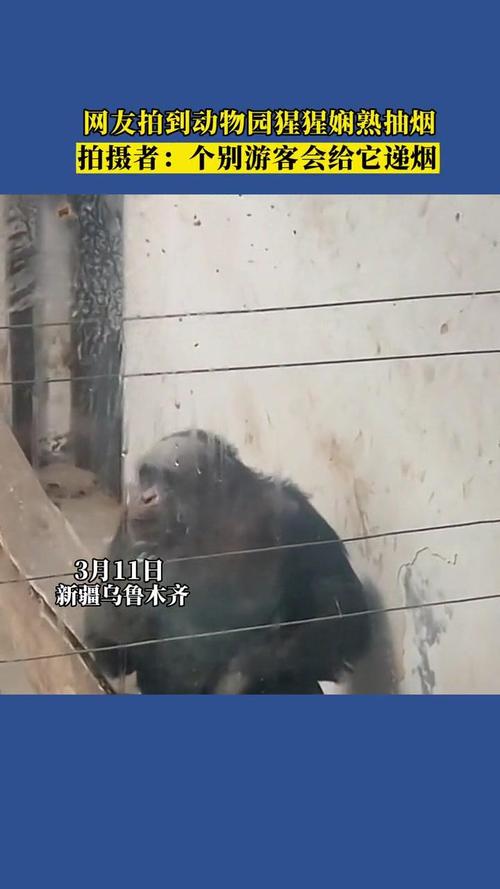 女拳击手教猩猩抽烟,女拳击手教猩猩抽烟视频