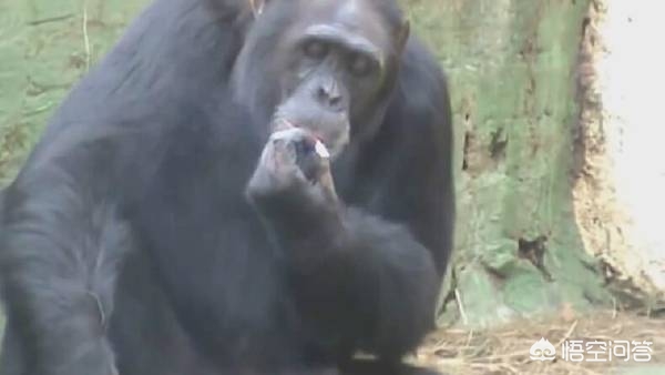 女拳击手教猩猩抽烟,女拳击手教猩猩抽烟视频 女拳击手教猩猩抽烟,女拳击手教猩猩抽烟视频