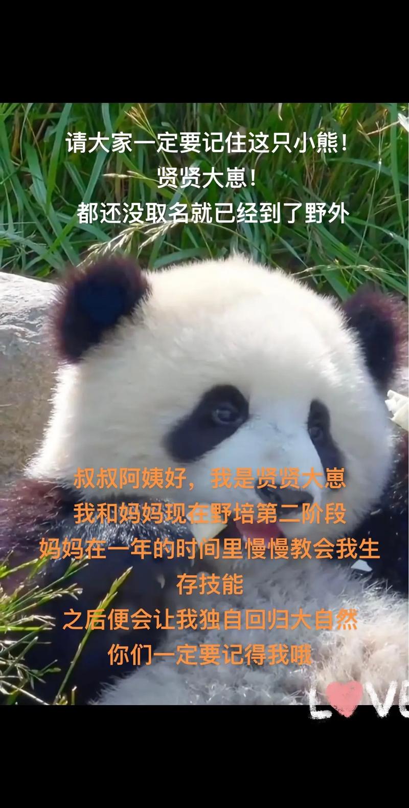 造谣熊猫受虐圈20万,旅美熊猫受虐事件,是否会像当年野培一样,以一封律师函告终?