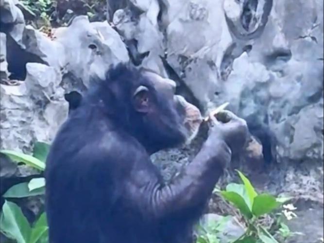 女拳击手教猩猩抽烟,你觉得大猩猩是否会像人类一样吸烟?