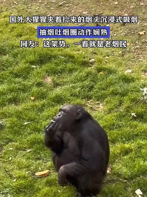 女拳击手教猩猩抽烟,叙述HBV的传播途径及致病性?