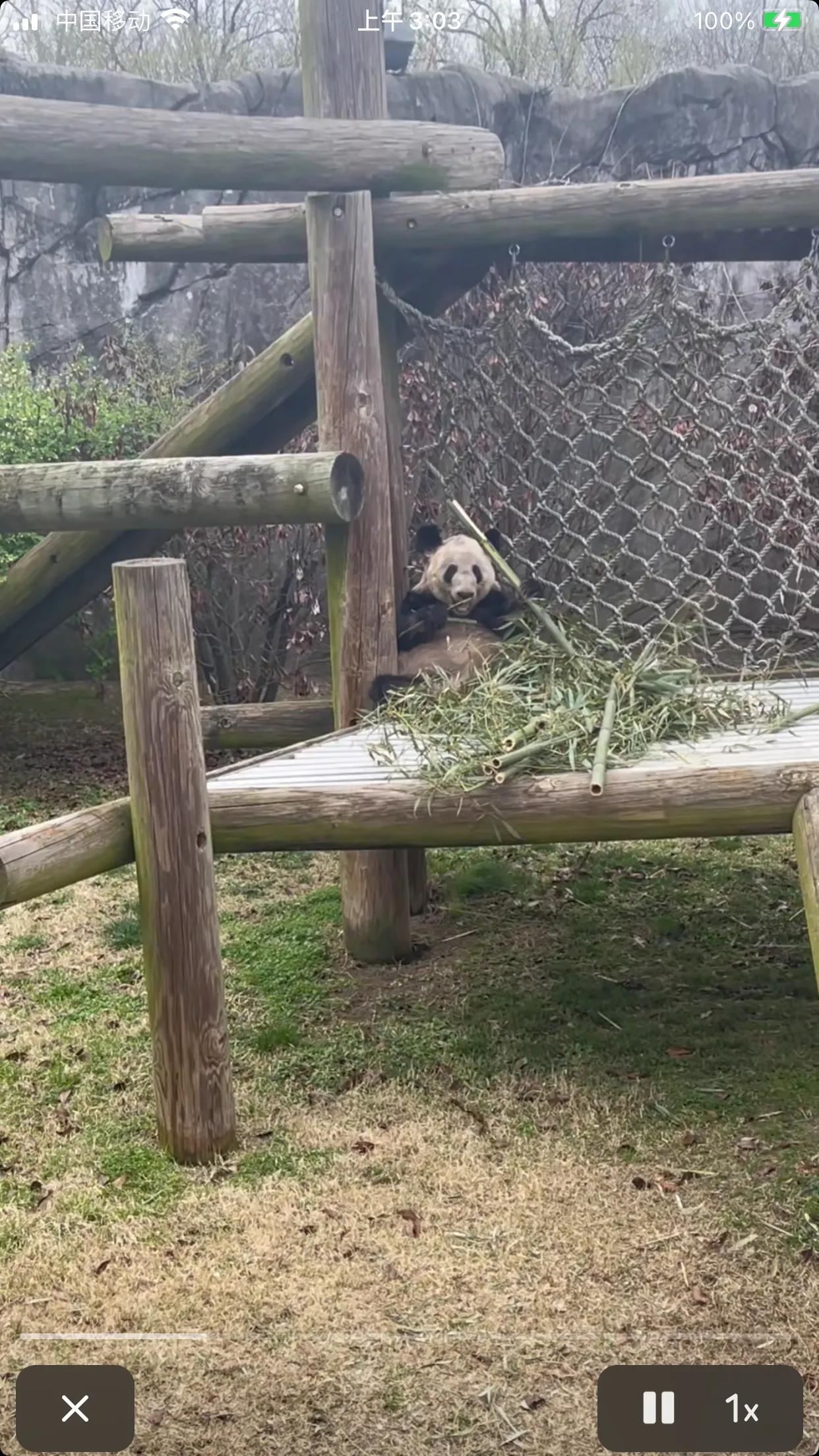 造谣熊猫受虐圈20万,太气愤！中国大熊猫丫丫在美国被“虐待”，何时能回家？
