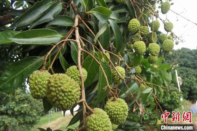 一棵树结30种荔枝,一棵树结30种荔枝的故事