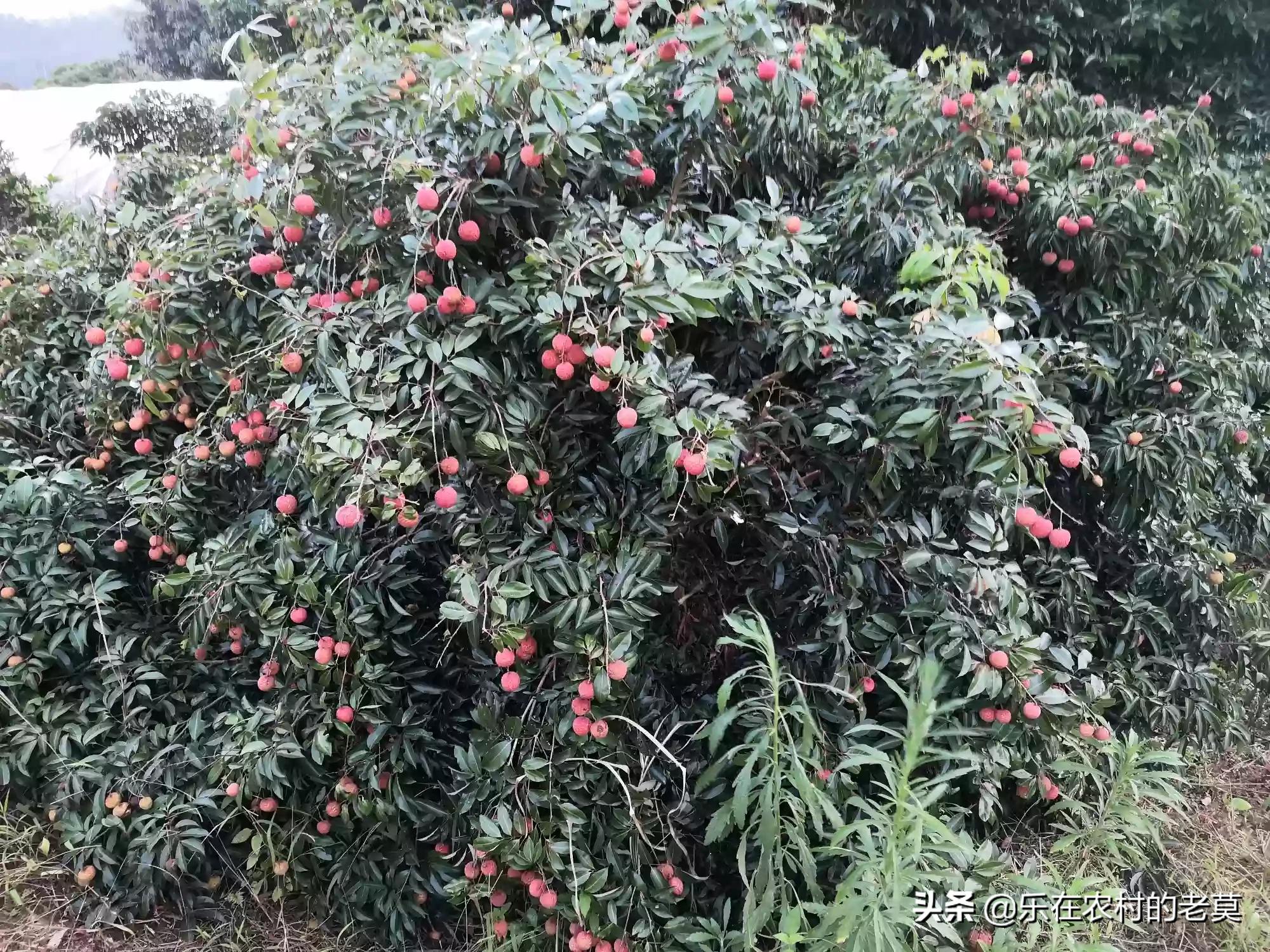 一棵树结30种荔枝,桂味树上再嫁接上妃子笑(三月红)，让一棵树收两种果行吗？