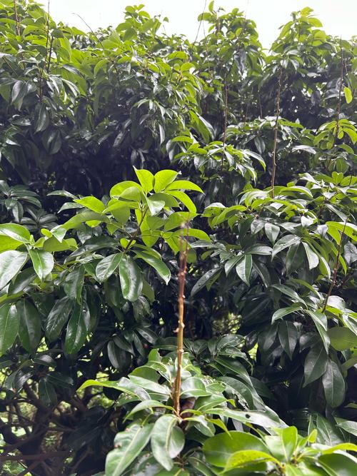 一棵树结30种荔枝,一颗荔枝树能结果吗?