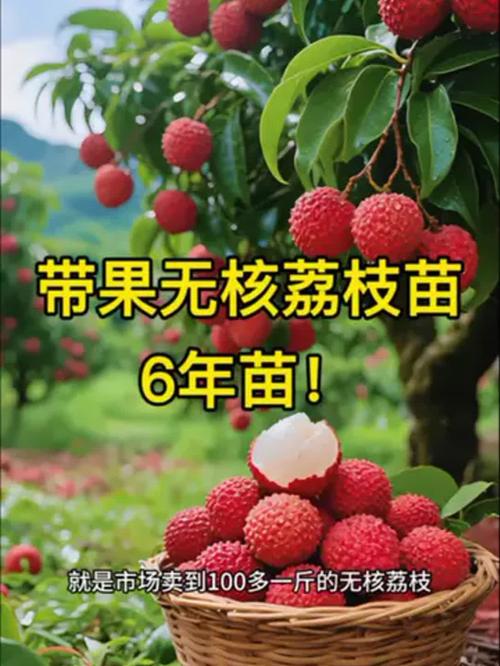 一棵树结30种荔枝,为什么荔枝同一棵树会有大核小核?
