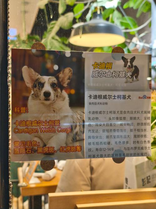 8岁男孩与狗群生活,被一群狗围攻,正确的处理方法?