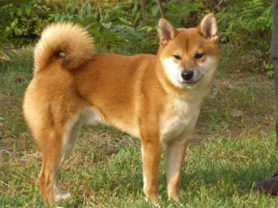 8岁男孩与狗群生活,被一群狗围攻,正确的处理方法? 8岁男孩与狗群生活,被一群狗围攻,正确的处理方法?