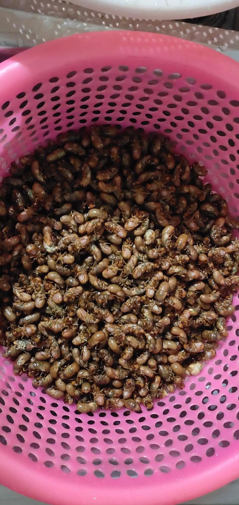 抓知了一天净赚2000,小伙跑杭州抓知了一天净赚2000