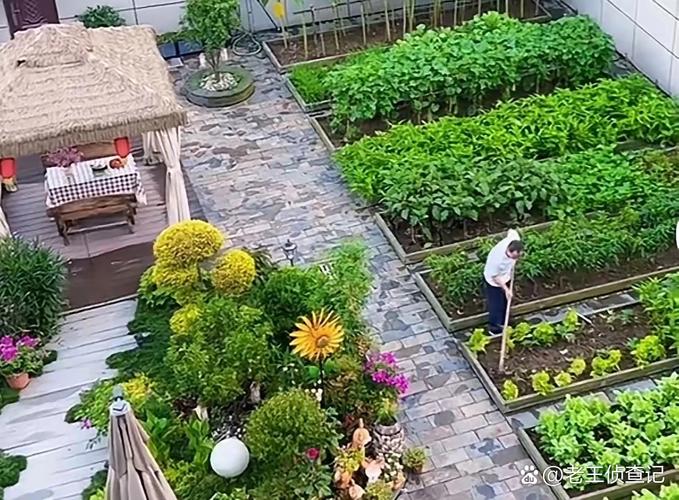 全家一起减肥瘦40斤,40平方的小院子种菜够一家吃嘛?