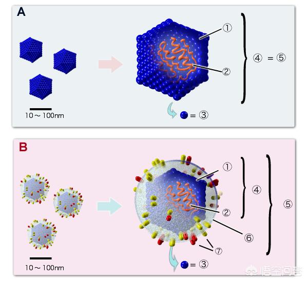 高温这几件事不宜做,有哪些常见的病毒、细菌是高温不能杀死的？