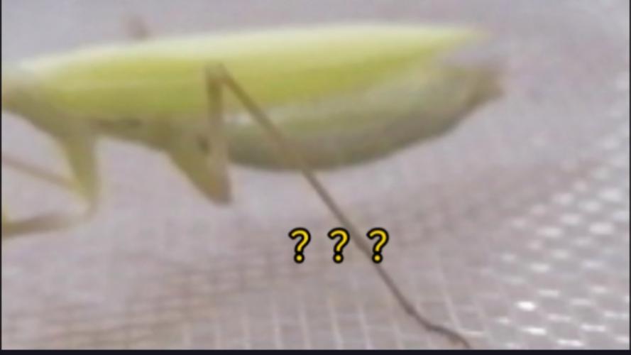 误杀邻居宠物螳螂,