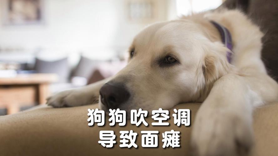 金毛疑蹭空调被打死,一个多月的金毛能在空调屋睡觉吗?